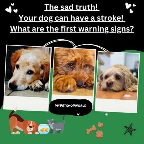 The sad truth! Your dog can have a stroke! What are the first warning signs?