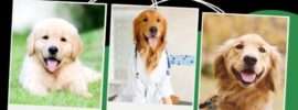 A general Guidline On How Often Your Dog Should Go To The Vet, From Puppy To Adult.