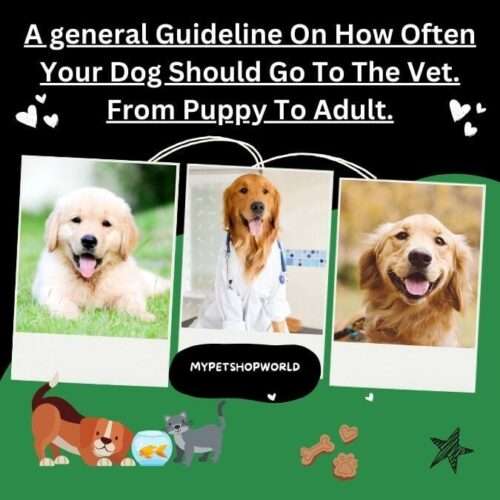 A general Guidline On How Often Your Dog Should Go To The Vet, From Puppy To Adult.