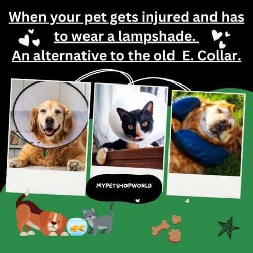 When your pet gets injured and has to wear a lampshade. An Alternative to the old E. Collar.