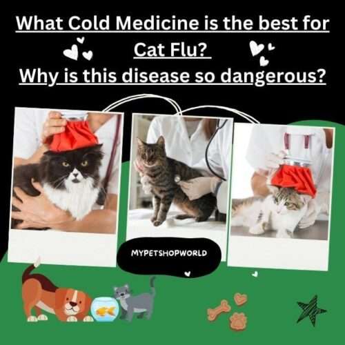 What Cold Medicine is the best for cat Flu? Why is this disease so ganerous?