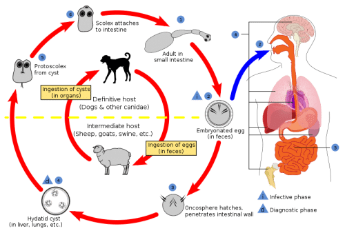 worms and parasites in dogs 