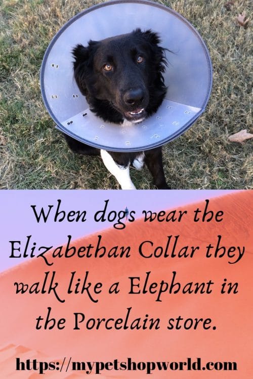 Elizabethan Collar for dogs