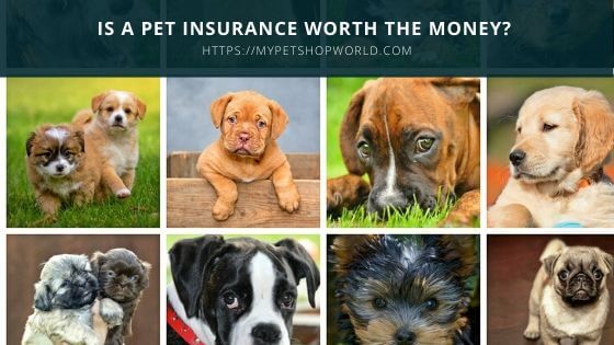 Pet insurance is it worth it 