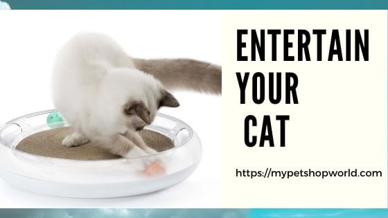 entertain your cat with cat toys