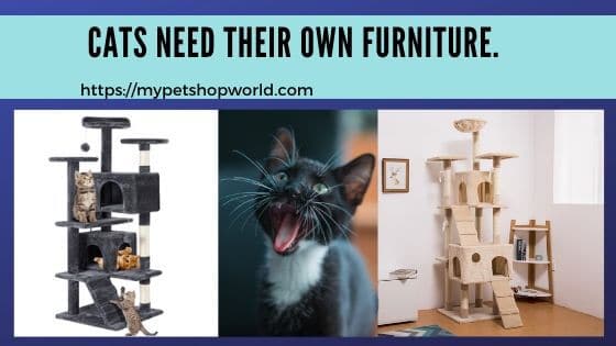 cat trees and cat houses