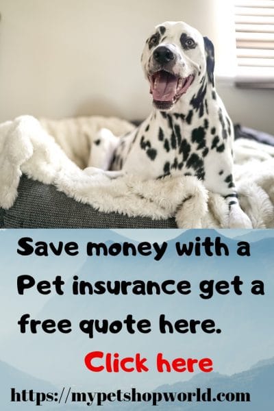Insurance for Pets a easy solution