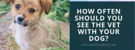 How often should you see the vet with your dog