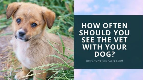 How often should you see the vet with your dog 