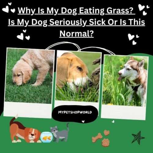 Why Is My Dog Eating Grass? Is My Dog Seriously Sick Or Is This Normal?