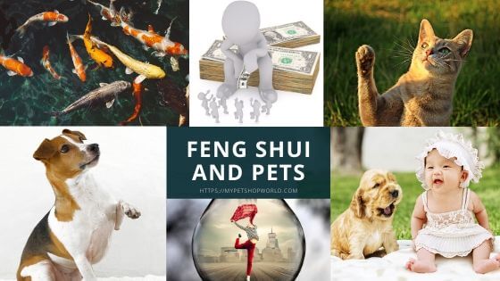 Feng Shui and Pets