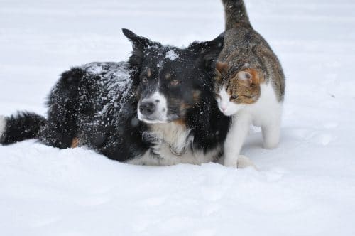 a cold time for cats and dogs