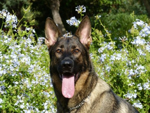 German Shepherd why dogs eat grass