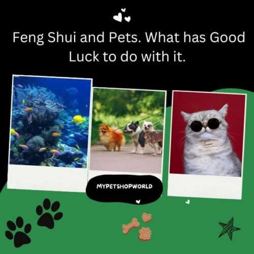 Feng Shui and Pets what has good luck to do with it?