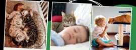 Cats and newborn babies. Your Cat is not dangerous to your newly born Baby.