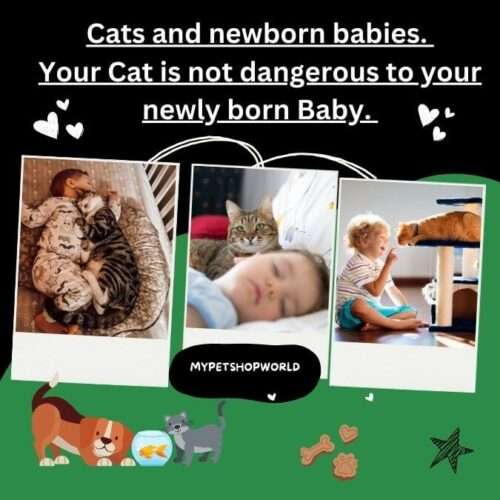 Cats and newborn babies. Your Cat is not dangerous to your newly born Baby.