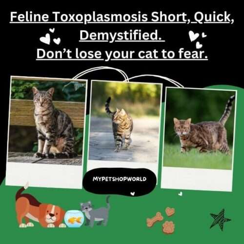 Feline Toxoplasmosis Short, Quick, Demystified. Don't lose your cat to fear.