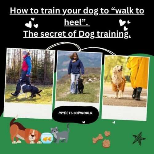 How to train your dog to "walk to heel". The secret of Dog Training.