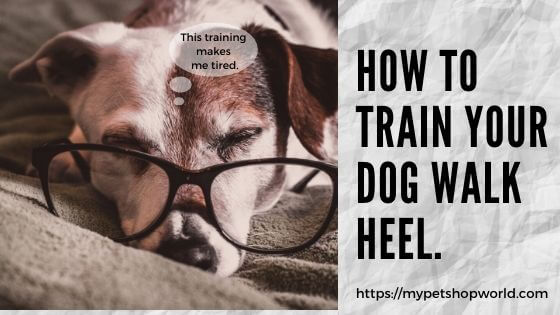 Train your dog to walk heel