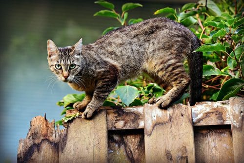 Abby the grey Tabby Cat