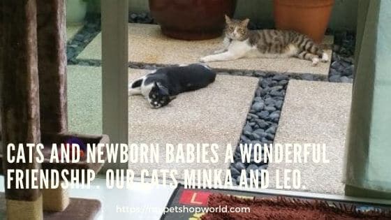 Cats and Newborn babies. Our cats Leo and Minka 