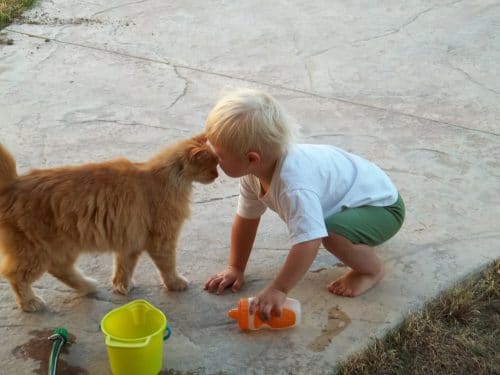 Kids and cats can play in harmony together