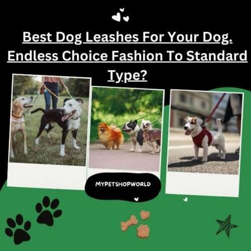 Best Dog Leashes For Your Dog. Endless Choice Fashion To Standard Type?