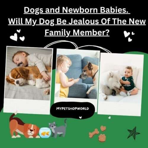 Dogs and Newborn Babies. Will My Dog Be Jealous of The New Family Member?