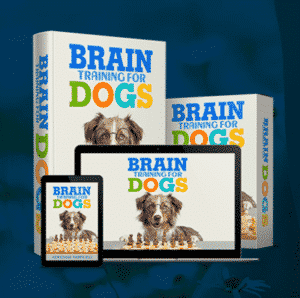 Give your dog some brain training