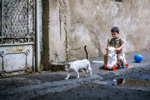 stray cats who been left behind 