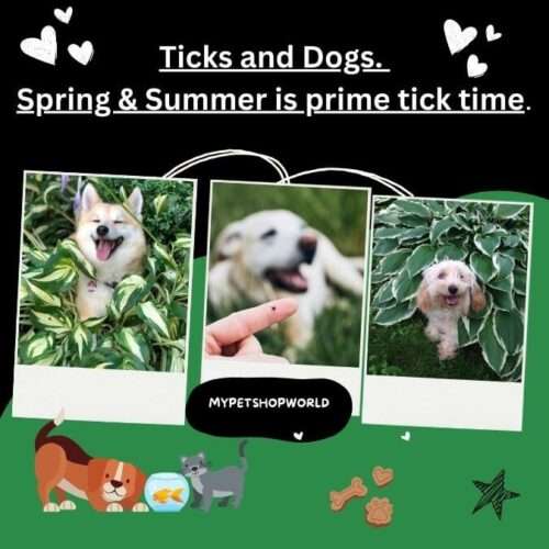 Ticks and Dogs. Spring & Summer is prime tick time.