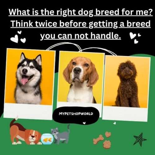 What is the right dog breed for me? Think twice before getting a breed you can not handle.