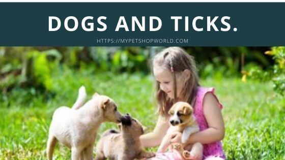 Pets and Ticks 