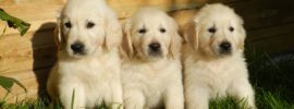 Golden Retriever Puppies