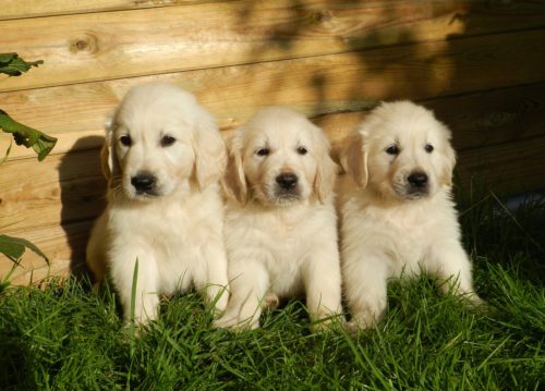 Golden Retriever Puppies