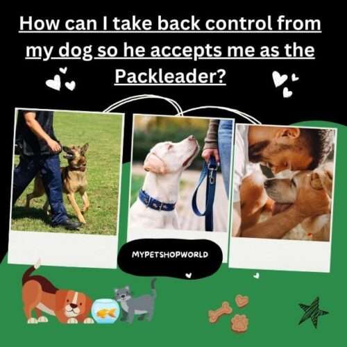 How can I take back control from my Dog so he accepts me as the Packleader?