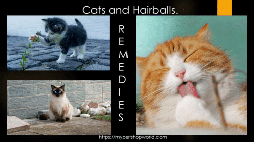 Cat and Hairballs