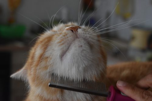 brush your cat every day another hairball remedy