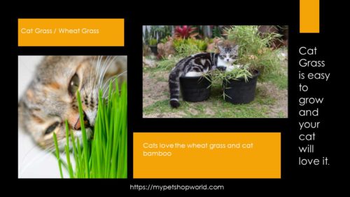 Cat Grass and Cat Bamboo 