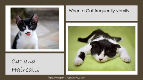 44 Top Photos Cat Hairball Vomit Dream - Hairballs in cats: How to prevent them & when to worry by ...