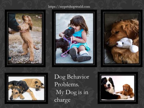 Dog behavior problems