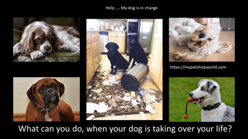 dogs and training 