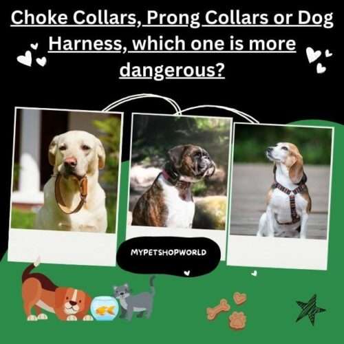 Choke Collars, Prong Collars or Dog Harness, which one is more dangerous?