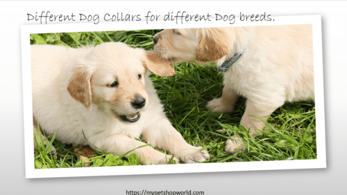 Different Dog Collars for our dogs