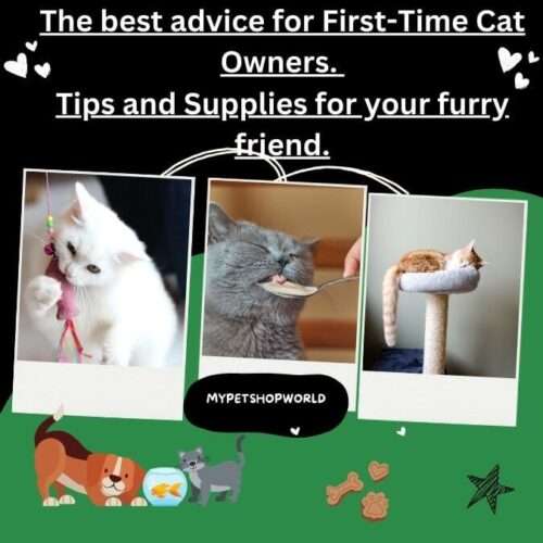 The best advice for First-Time Cat Owners. Tips and supplies for your furry friend.