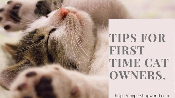 First time cat owner tips 