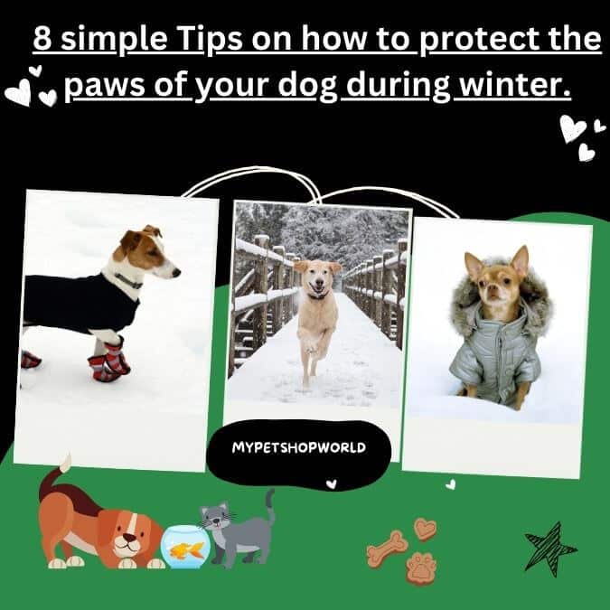 8 simple tips on how to protect the paws of your dog during winter.