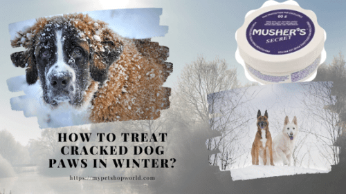 Winter proof your dogs paws
