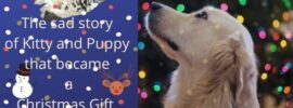 A Christmas story of Puppy and Kitty