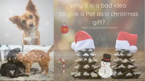 A pet is not a Christmas Gift